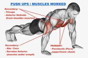 Push-ups primarily target muscular strength and muscular endurance